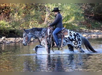 Appaloosa, Gelding, 10 years, 14.3 hh, Leopard-Piebald