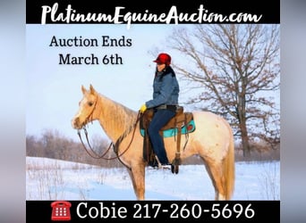 Appaloosa, Gelding, 10 years, 14 hh, Palomino