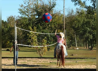 Appaloosa, Gelding, 10 years, 14,2 hh, Chestnut