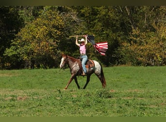 Appaloosa, Gelding, 10 years, 14,2 hh, Chestnut
