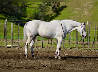 Appaloosa, Gelding, 10 years, 14,3 hh, Grey