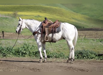 Appaloosa, Gelding, 10 years, 14,3 hh, Grey