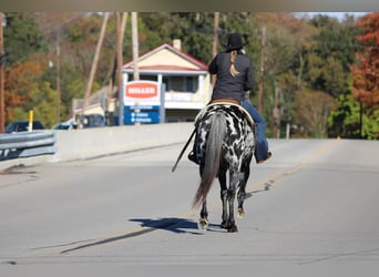 Appaloosa, Gelding, 10 years, 14,3 hh, Leopard-Piebald