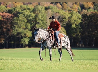 Appaloosa, Gelding, 10 years, 14,3 hh, Leopard-Piebald