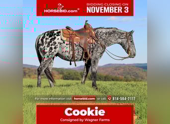 Appaloosa, Gelding, 10 years, 14,3 hh, Leopard-Piebald Appaloosa, Gelding, 10 years, 14,3 hh, Leopard-Piebald