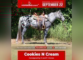 Appaloosa, Gelding, 10 years, 14,3 hh, Leopard-Piebald