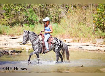 Appaloosa, Gelding, 10 years, 14,3 hh, Leopard-Piebald