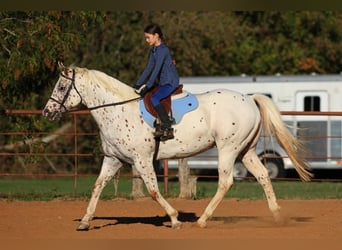 Appaloosa, Gelding, 10 years, 15.1 hh, Sorrel