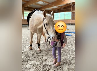 Appaloosa, Gelding, 10 years, 15.2 hh, Cremello