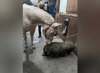 Appaloosa, Gelding, 10 years, 15.2 hh, Cremello