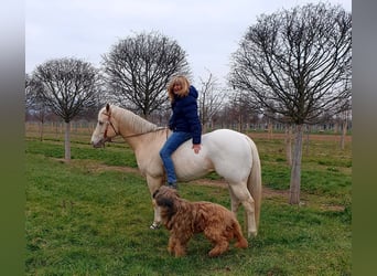 Appaloosa, Gelding, 10 years, 15.2 hh, Cremello