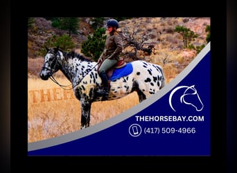 Appaloosa, Gelding, 10 years, 15.2 hh, Leopard-Piebald