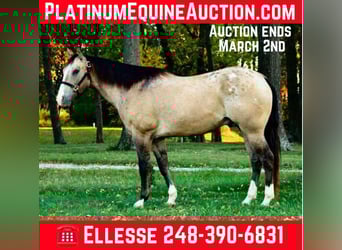 Appaloosa, Gelding, 10 years, 15.3 hh, Buckskin