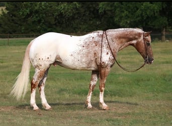 Appaloosa, Gelding, 10 years, 15.3 hh, Chestnut-Red