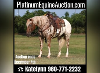 Appaloosa, Gelding, 10 years, 15.3 hh, Chestnut-Red