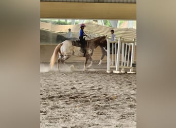 Appaloosa, Gelding, 10 years, 15.3 hh, Chestnut-Red