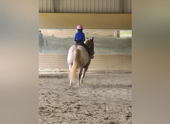 Appaloosa, Gelding, 10 years, 15.3 hh, Chestnut-Red