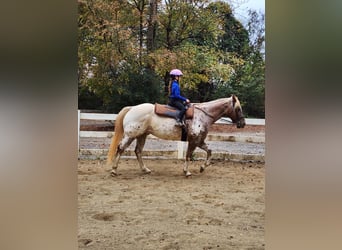 Appaloosa, Gelding, 10 years, 15.3 hh, Chestnut-Red