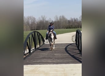 Appaloosa, Gelding, 10 years, 15 hh, Chestnut