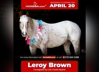 Appaloosa, Gelding, 10 years, 15 hh, Chestnut