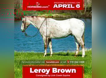 Appaloosa, Gelding, 10 years, 15 hh, Chestnut