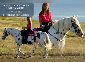 Appaloosa, Gelding, 10 years, 15,1 hh, Leopard-Piebald