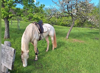 Appaloosa, Gelding, 10 years, 15,2 hh, Cremello