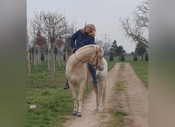 Appaloosa, Gelding, 10 years, 15,2 hh, Cremello
