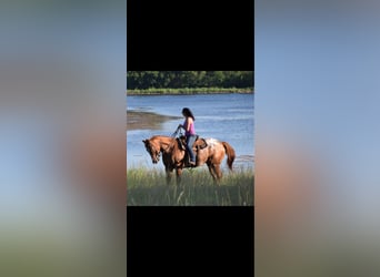 Appaloosa, Gelding, 10 years, 15,3 hh