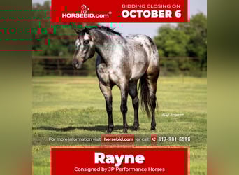 Appaloosa, Gelding, 10 years, 16 hh