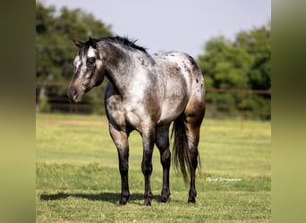 Appaloosa, Gelding, 10 years, 16 hh
