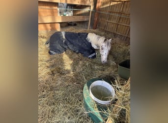 Appaloosa Mix, Gelding, 11 years, 12,2 hh