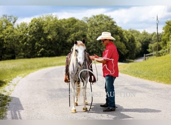 Appaloosa, Gelding, 11 years, 13 hh, Leopard-Piebald