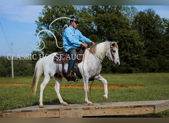 Appaloosa, Gelding, 11 years, 13 hh, Leopard-Piebald