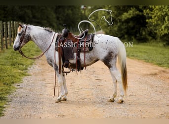 Appaloosa, Gelding, 11 years, 13 hh, Leopard-Piebald