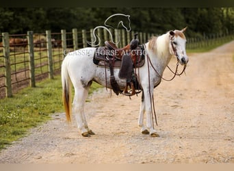 Appaloosa, Gelding, 11 years, 13 hh, Leopard-Piebald