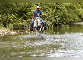 Appaloosa, Gelding, 11 years, 13 hh, Leopard-Piebald