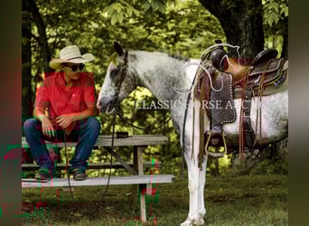 Appaloosa, Gelding, 11 years, 13 hh, Leopard-Piebald