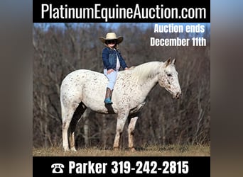 Appaloosa, Gelding, 11 years, 13,2 hh, Bay