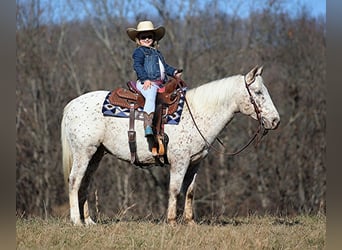Appaloosa, Gelding, 11 years, 13,2 hh, Bay