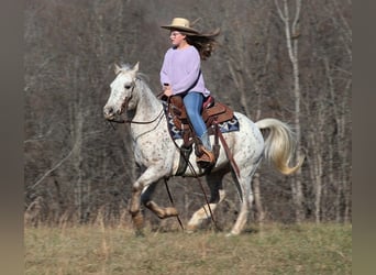Appaloosa, Gelding, 11 years, 13,2 hh, Bay