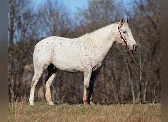 Appaloosa, Gelding, 11 years, 13,2 hh, Bay