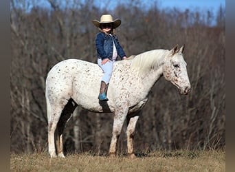 Appaloosa, Gelding, 11 years, 13,2 hh, Bay