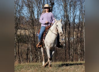 Appaloosa, Gelding, 11 years, 13,2 hh, Bay
