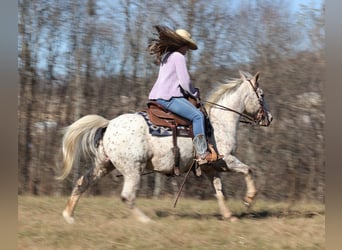 Appaloosa, Gelding, 11 years, 13,2 hh, Bay