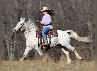 Appaloosa, Gelding, 11 years, 13,2 hh, Bay