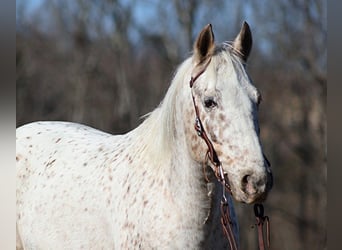 Appaloosa, Gelding, 11 years, 13,2 hh, Bay