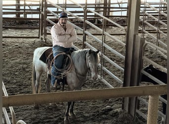 Appaloosa, Gelding, 11 years, 13,3 hh, Roan-Bay