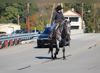 Appaloosa, Gelding, 11 years, 14,3 hh, Leopard-Piebald