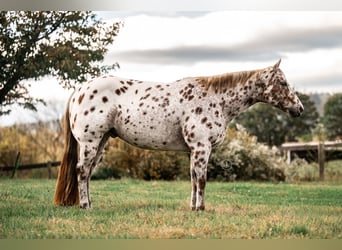 Appaloosa, Gelding, 11 years, 15.3 hh, Chestnut